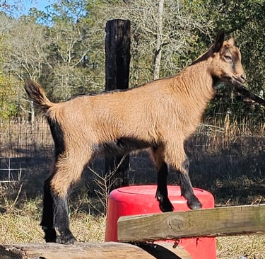 oberhasli goat kid balancing