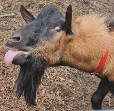 Mature oberhasli goat buck blubbering during rut