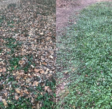 Before and after of leaf removal (2)
