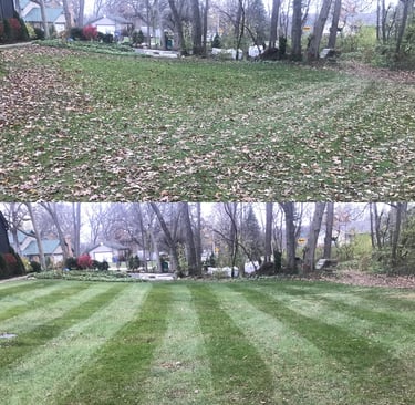 Before and after of leaf removal (1)