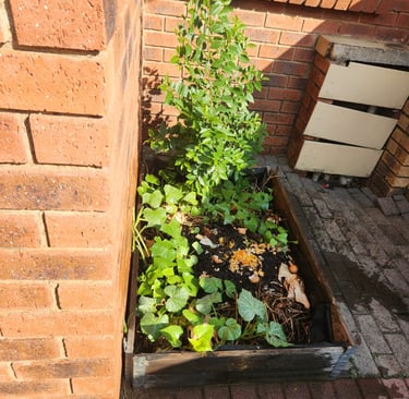 Backyard compost pile