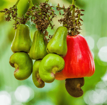 Bunch of cashew apples with nuts