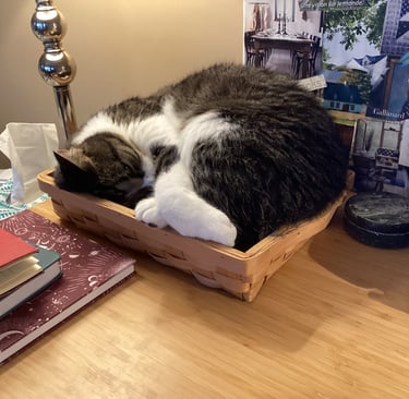 Mon chat a voulu être tout près de moi pour ce post..bienheureux compagnon.
