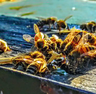 Honeybees eating honey
