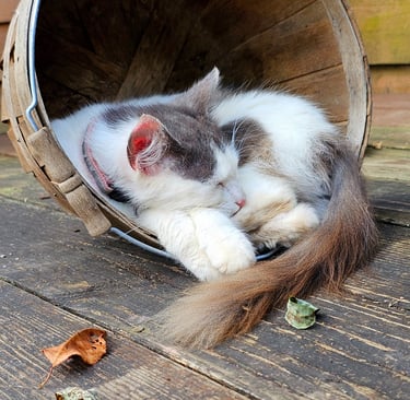 Sleeping Kitten in a Basket