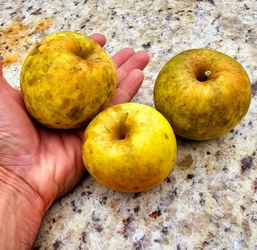 Golden Delicious Apples