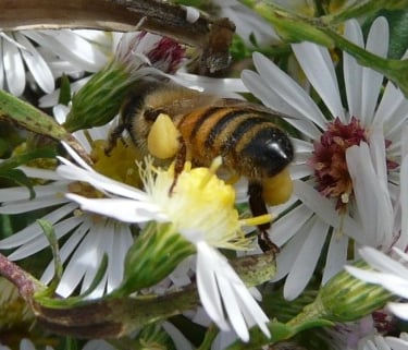 White Aster Pollen