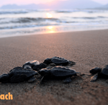 a group of caretta caretta turtles on the beach with the sun setting
