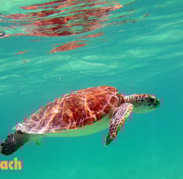 Caretta Caretta Turtles at İztuzu Beach