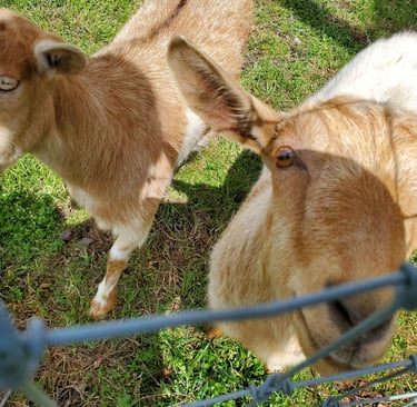Fainting Goat Breeders in Pennsylvania