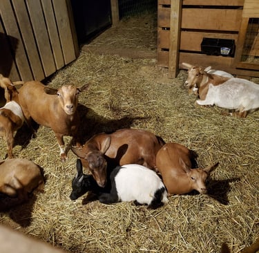Fainting Goat Breeding Does