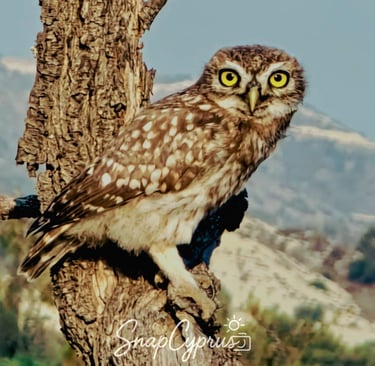 Owl perched on a tree branch during a Cyprus nature photography tour 