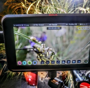 creative set building and nature productions