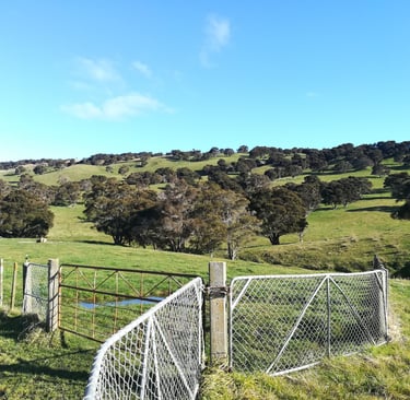 Pastoral hill country in New Zealand