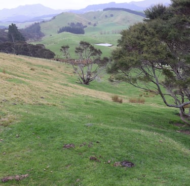 kānuka trees in a silvopasture system demonstrating the difference in grass growth