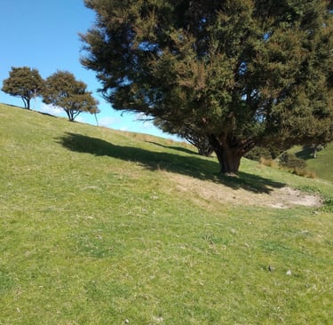 Questioning the reason for the build-up of nutrients under trees in a silvopastoral system