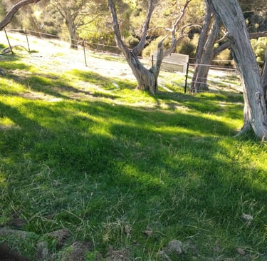 Grass height is lower under trees in our silvopastoral system at Wairarapa