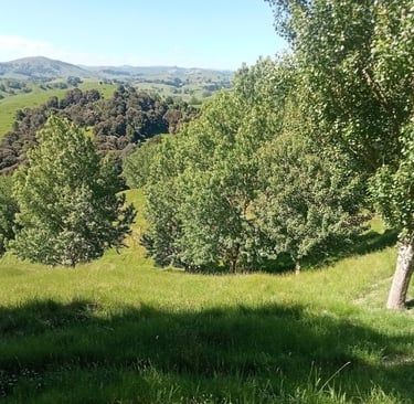 kānuka and poplar silvopastoral system.