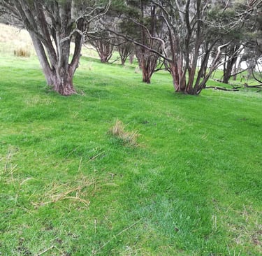 Silvopasture system without rush grass under the trees