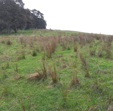 Rush grass in a open pasture system with no trees