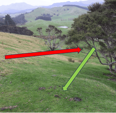 Using kānuka trees in a silvopastoral system to shade livestock and balance nutrients 