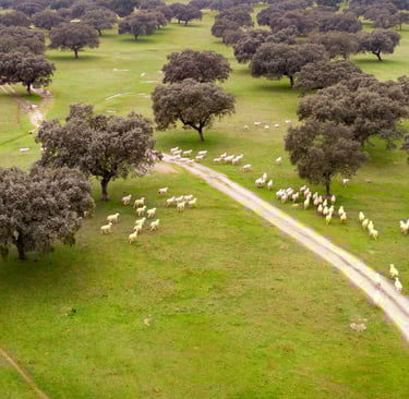 Silvopastoral system, pasture landscape planted with trees and livestock.