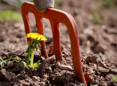 Le printemps selon sainte hildegarde