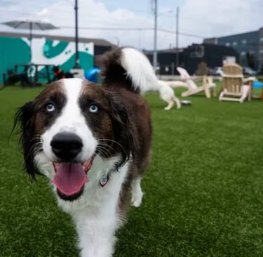 Dog park in Nashville with dogs playing and owners enjoying, reflecting the city's pet-friendly vibe.