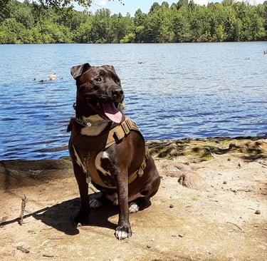 dog sitting near a lake.