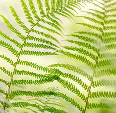 green fern leaves