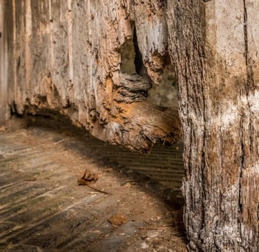 Rotting wood and structural damage