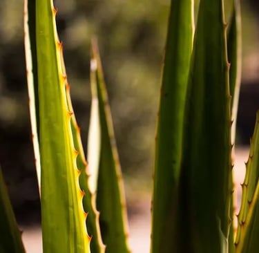a plant with a lot of leaves on it