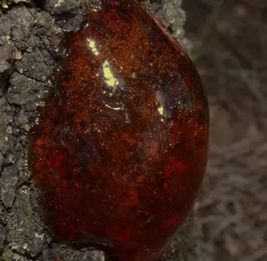 a red substance on a tree trunk trunk
