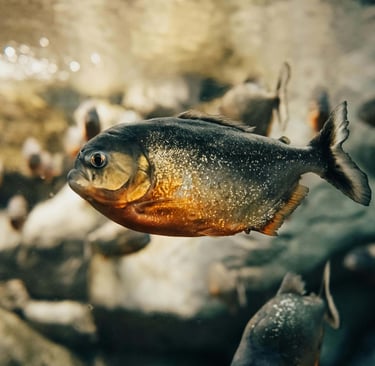 a piranus fish in a pond of water