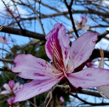 Self-Abadonment Soul Sisters Tarot