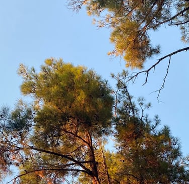 Things to be grateful for Soul Sisters Tarot