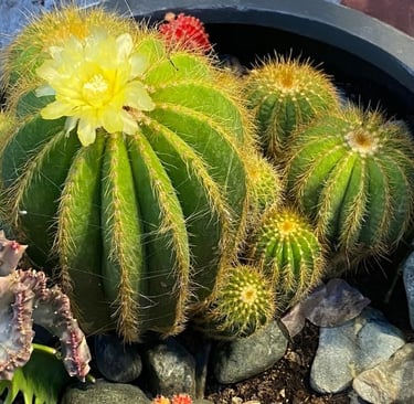 What is a healing crisis Soul Sisters Tarot