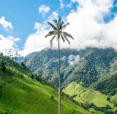 palmier vallée de cocora colombie