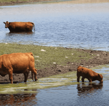 Cows drinking from a pond