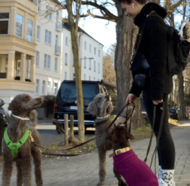 Nella beim Dogwalking in Braunschweig mit Kundenhunden