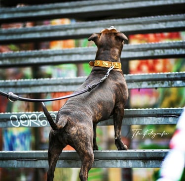 Hund auf einer Treppe