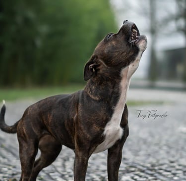 Bellernder Hund