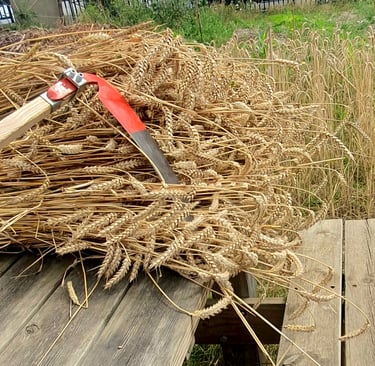 moisson manuelle à la faux