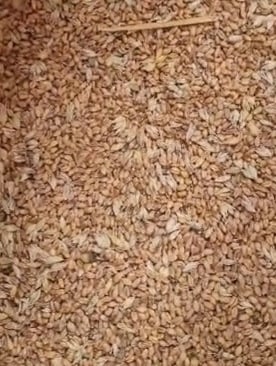 grains blé