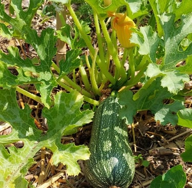 courgette