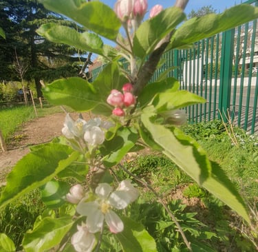 fleurs pommier