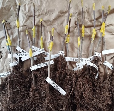 arbres fruitiers greffés