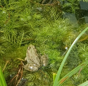 grenouille, amphibien mare