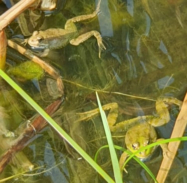 GRENOUILLES DANS L'EAU