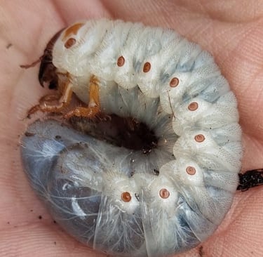 larve scarabée rhinocéros